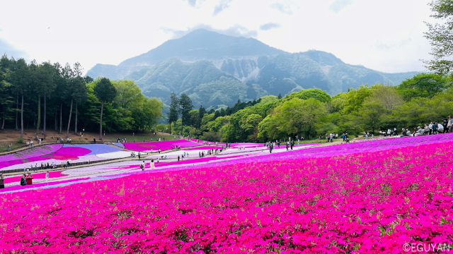 羊山公園の芝桜が満開。今年の観桜はお早めに！入院後はじめての遠出で秩父へ行ってきた